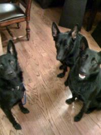 Picture of dogs.